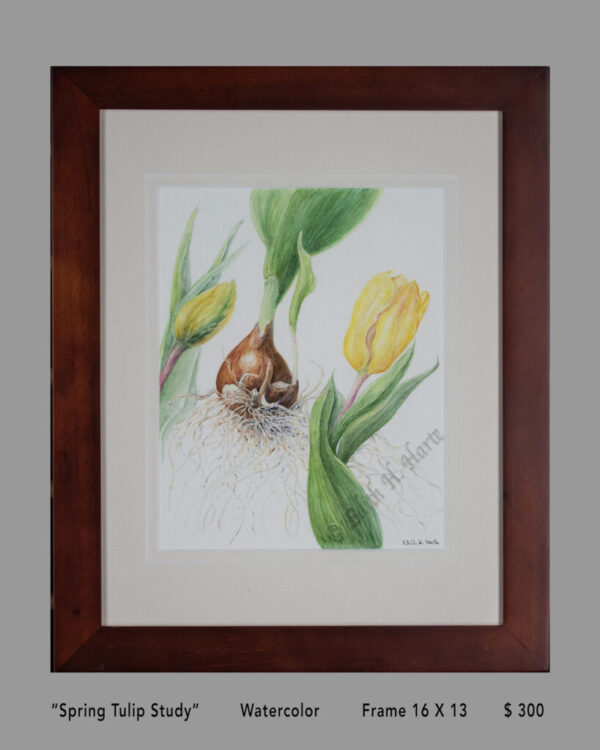 Spring Tulip Study